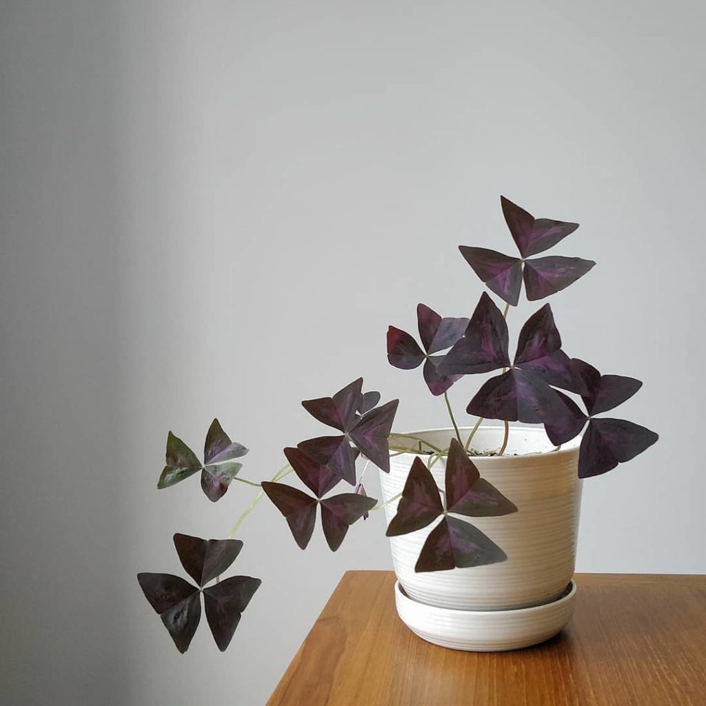 @houseplantjournal: Oxalis triangularis seems to be one of those plants that look good no matter how…