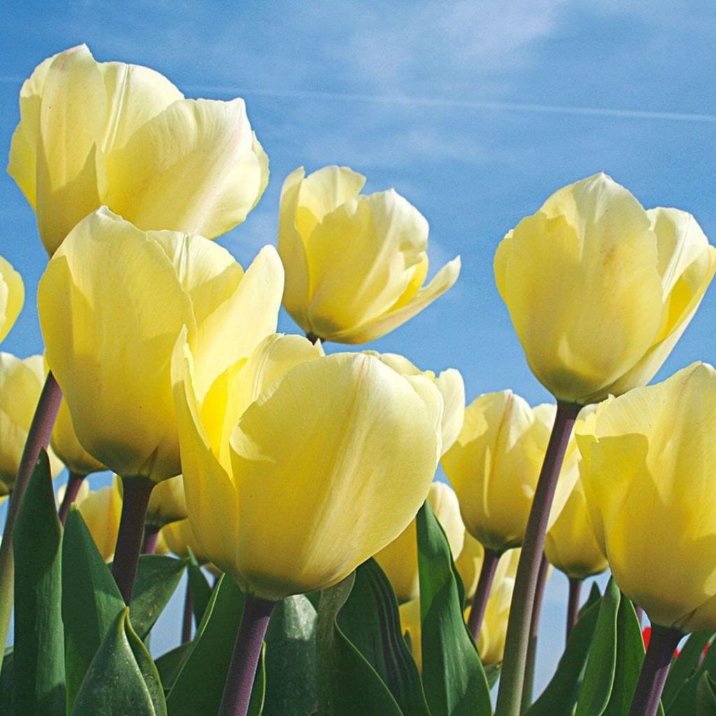 @gardendesignmag: Now is the time to think about your spring garden! Bulbs are shipping now, don’t…