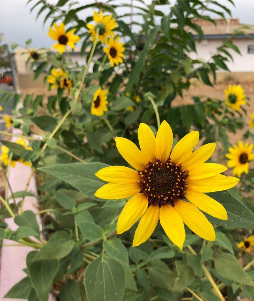 @gardendesignmag: What does autumn/fall look like where you are? Tag your photos with #gdfallcolor…