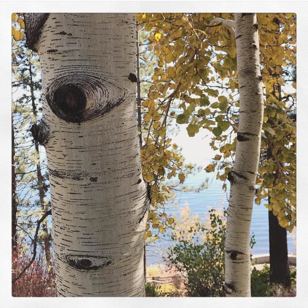 @gardendesignmag: What fall looks like in Tahoe. Thanks for sharing your #gdfallcolor @msfancyplan…