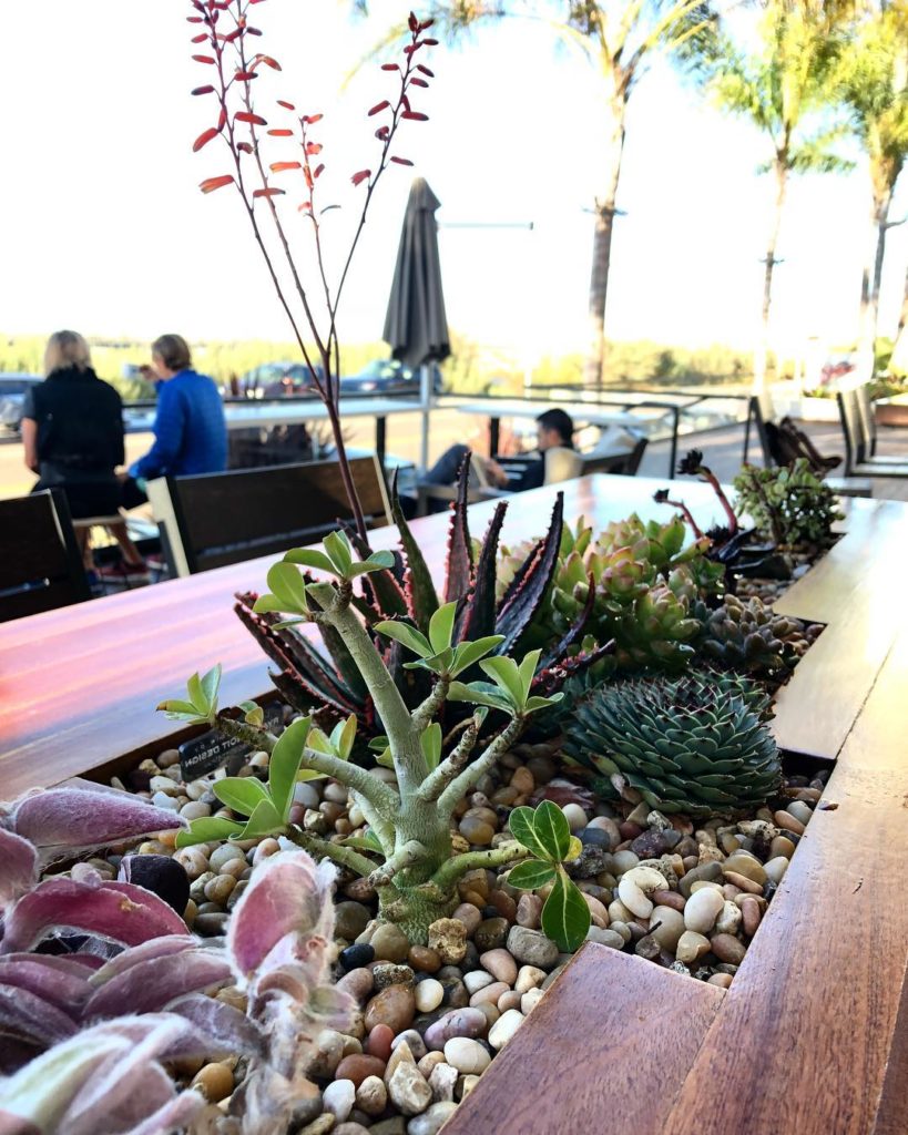@thehorticult: Sip some coffee with some succulents and watch the some trains (see video ). The…