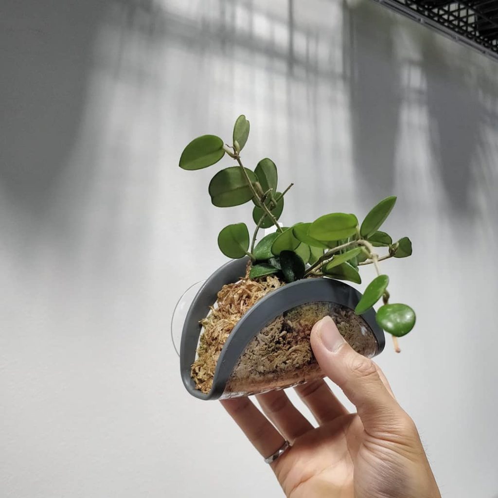 @houseplantjournal: #whatshangingwednesday – here’s my “Hoya Taco”:
2️⃣ When I picked up this cute l…