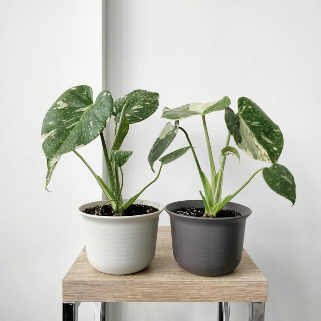 @houseplantjournal: #monsteramonday Update on the Thai Constellation monsteras: on the left (belongs…