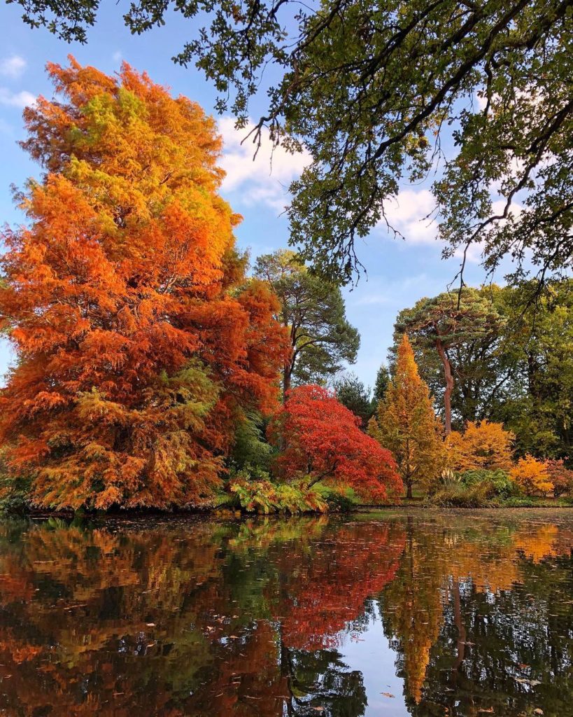 @marielouiseagius: ️🧡 #horticultural #fireworks : On this 5th November an #explosion of #autumn #…