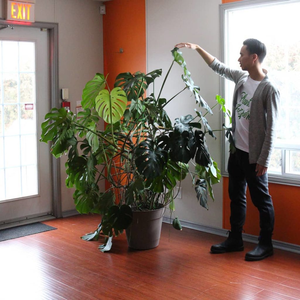 @houseplantjournal: Welcome new followers! Though you probably found me from my time lapse work, tho…