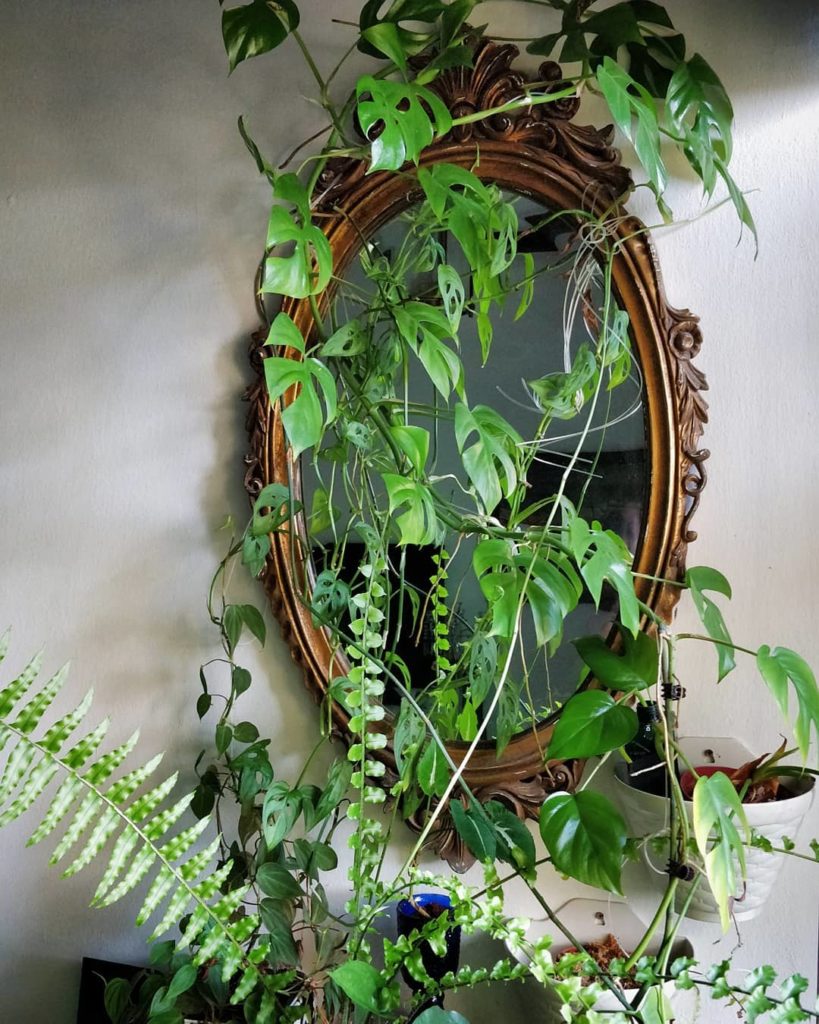 @houseplantjournal: #tbt to my first encounter with a Rhaphidophora tetrasperma (on my list) – this …