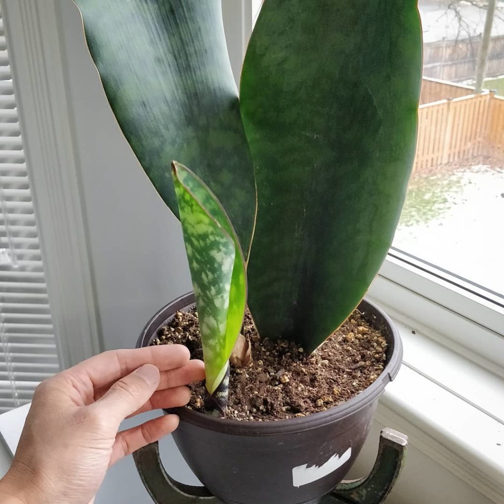 @houseplantjournal: #sansevieriasunday update on the third whale fin to emerge. 2️⃣ I’ve been watchi…