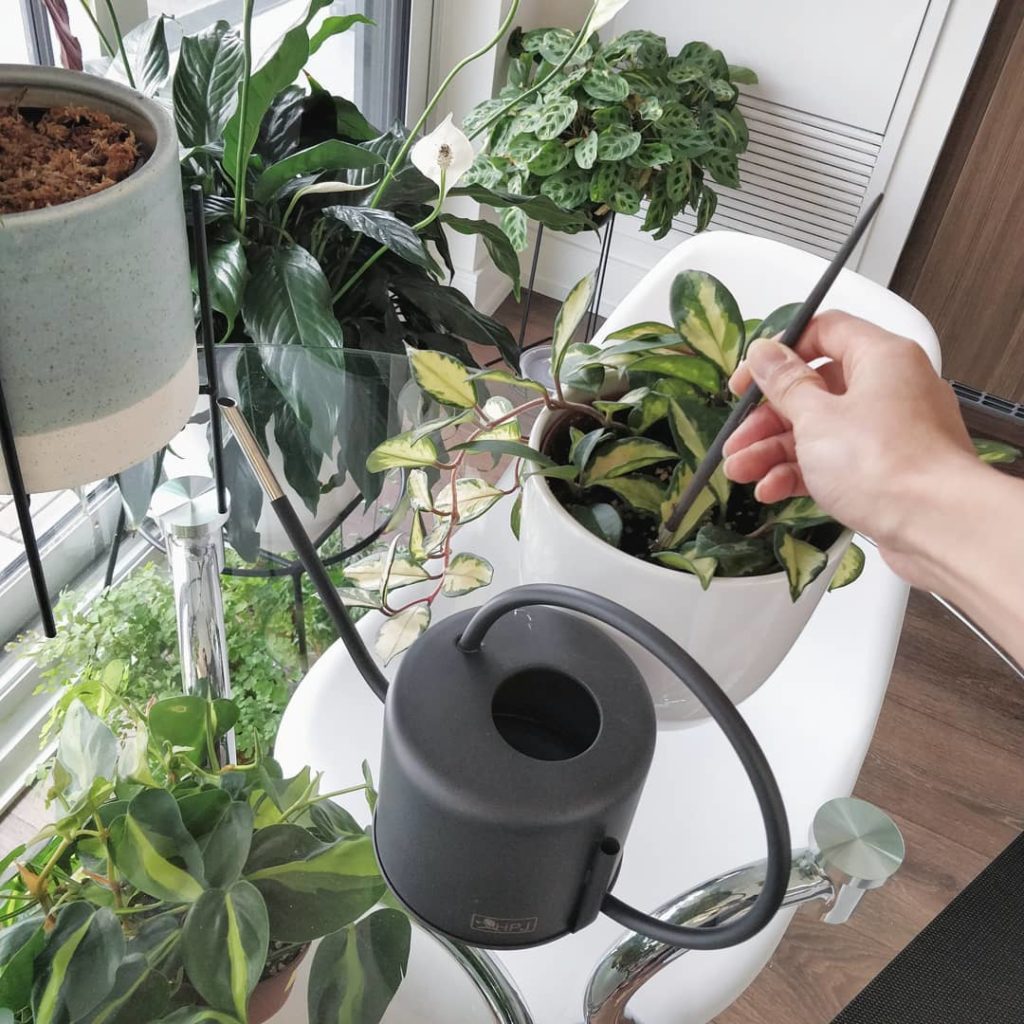 @houseplantjournal: Soil aeration is done by gently loosening the soil with a chopstick before water…