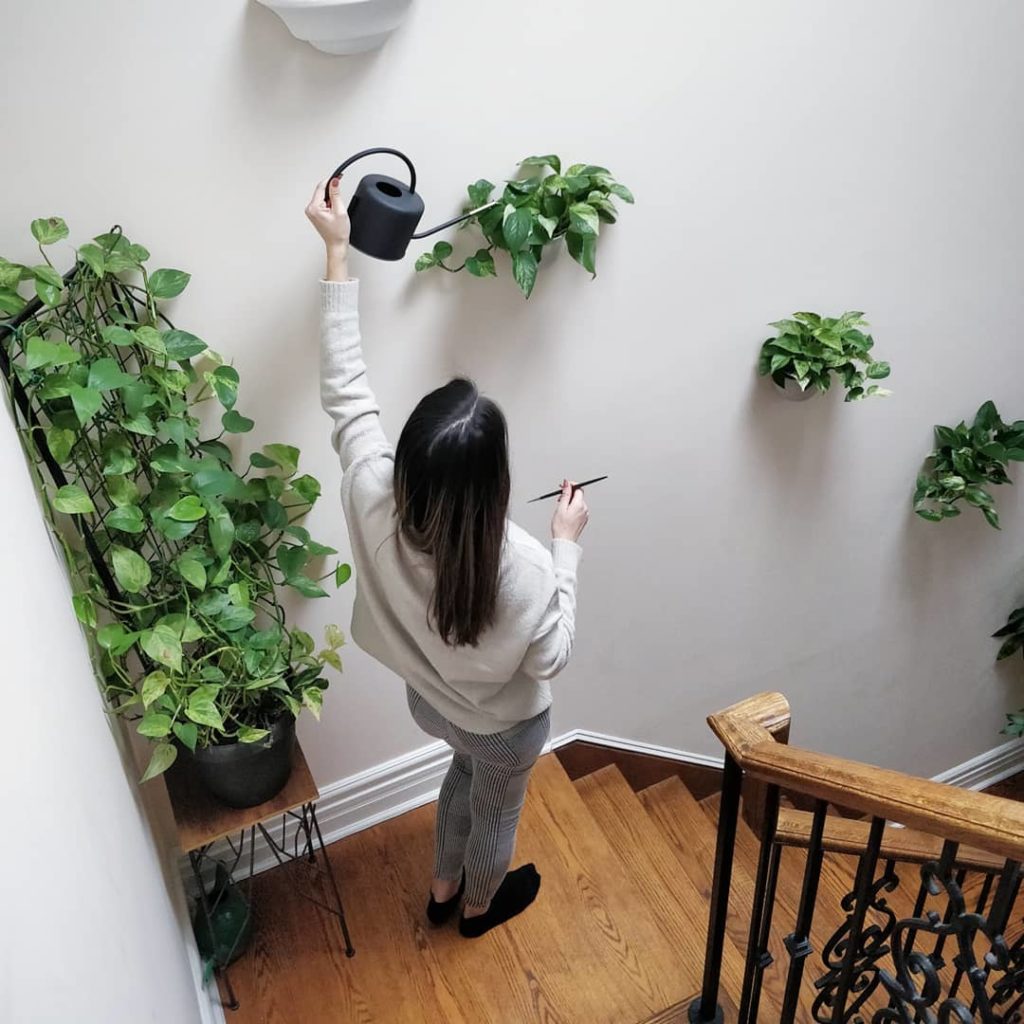 @houseplantjournal: Use code ‘CYBERMONDAY20’ for the HPJ watering can and soil aerator – link in pro…