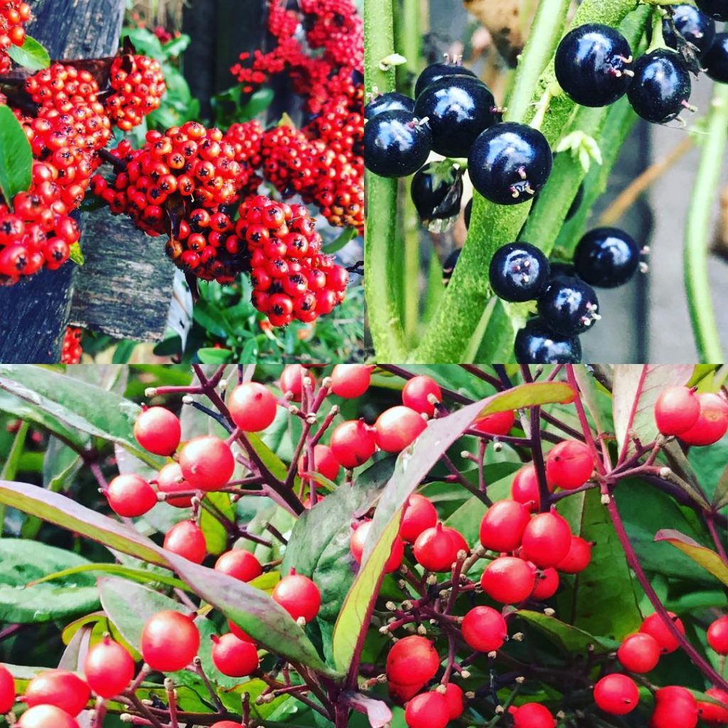 @kategouldgardens: #winter berries: the ever so useful, yet totally ‘don’t touch me’ #pyracantha, #…