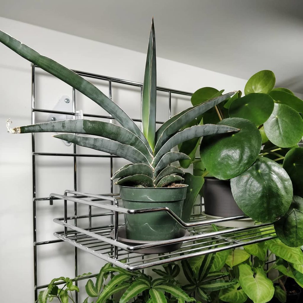 @houseplantjournal: I know it’s #SansevieriaSunday but you shouldn’t poke your Pilea neighbours leav…