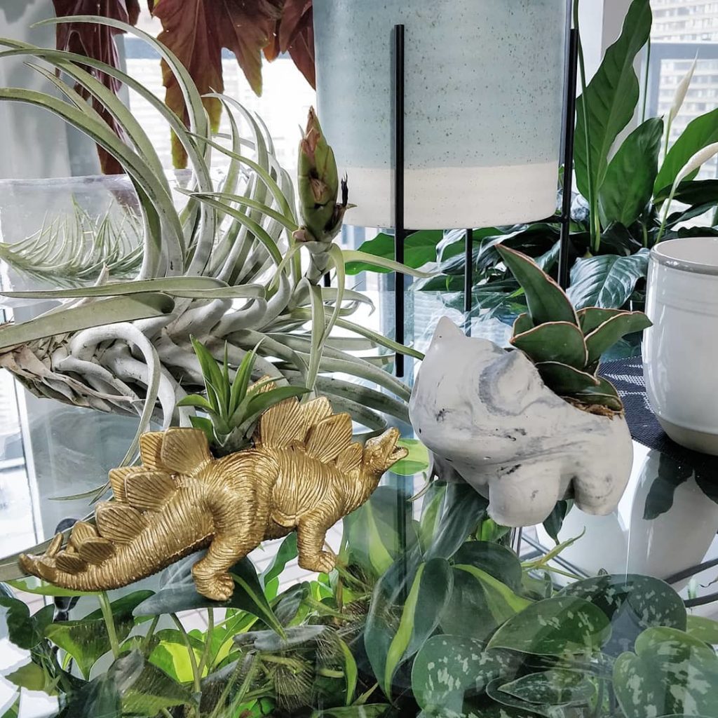 @houseplantjournal: Steggy meets Bulbasaur
–
Thanks @sonicbloom.ca and @homebody.collective 
~
~
#ti…