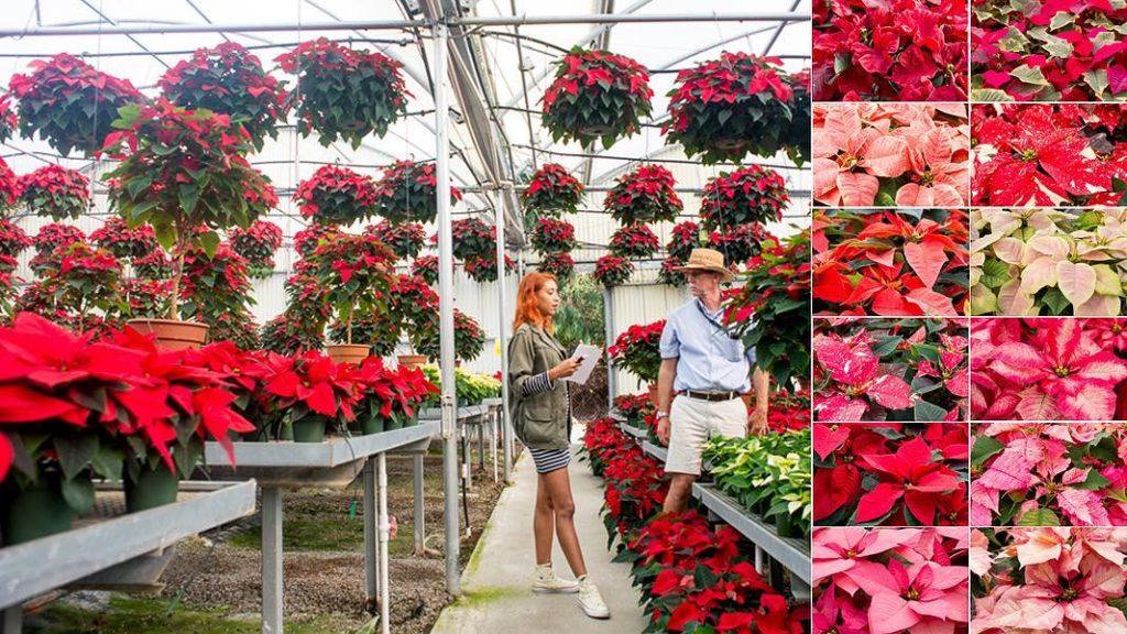 @thehorticult: You know that holiday flower that’s seemingly everywhere? Well, it has a spicy s…