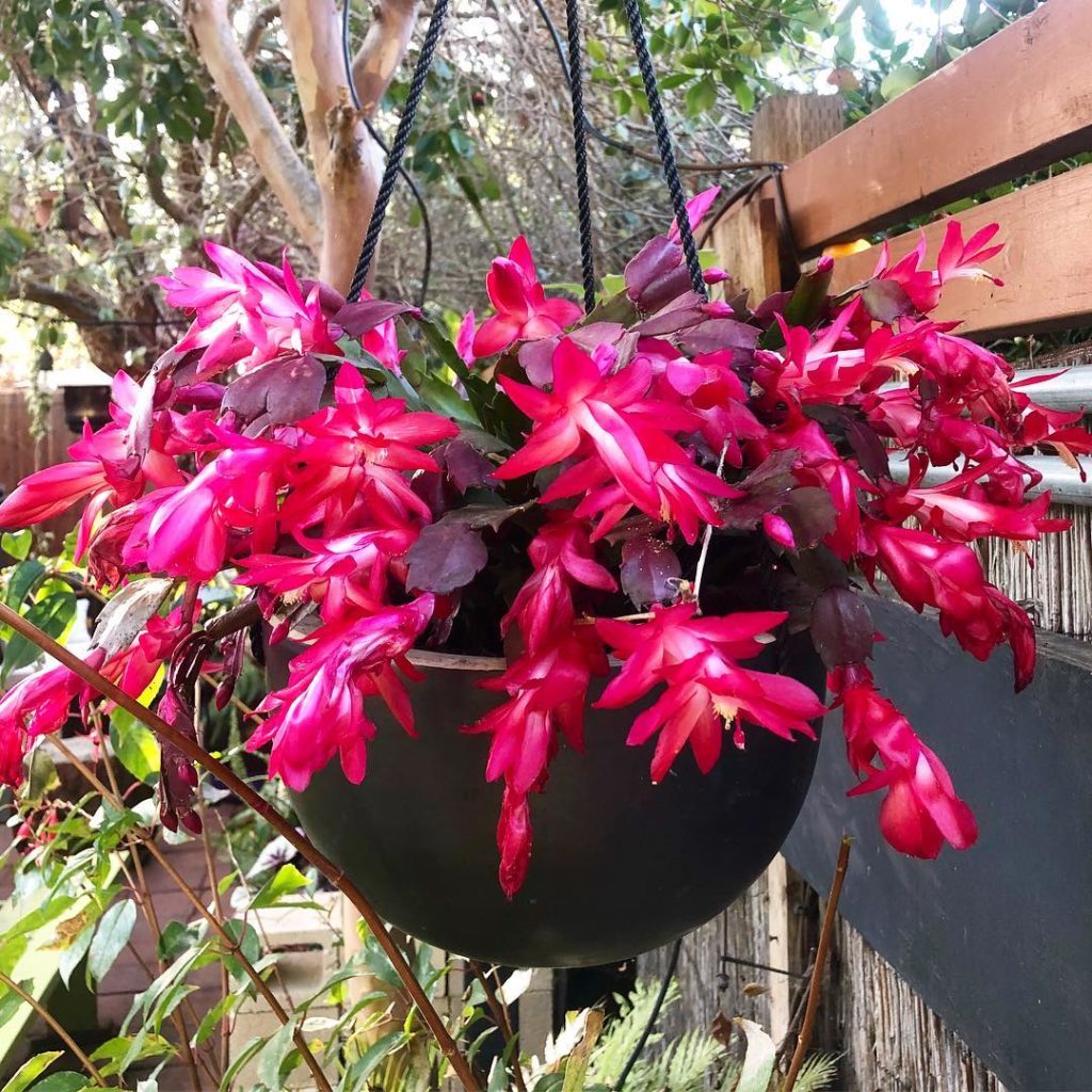 @thehorticult: The crab cactus 🦀(aka Thanksgiving cactus, but that was sooo two weeks ago..)The…