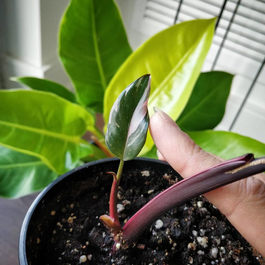 @houseplantjournal: Looks like this first Pink Princess leaf won’t get much bigger than this but the…