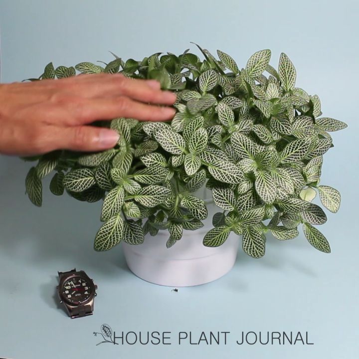 @houseplantjournal: Soil aeration: by loosening the soil gently with a chopstick, you’ll break up th…