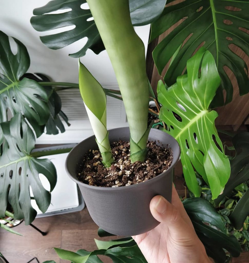 @houseplantjournal: #SansevieriaSunday update on my Sansevieria ‘moonshine’ pup – growing beautifull…