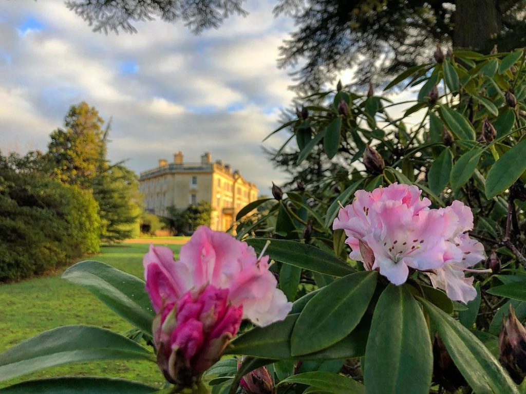 @marielouiseagius: #Rhododendron ‘Christmas Cheer’ : #flowering to schedule! 2019 is a big #year f…