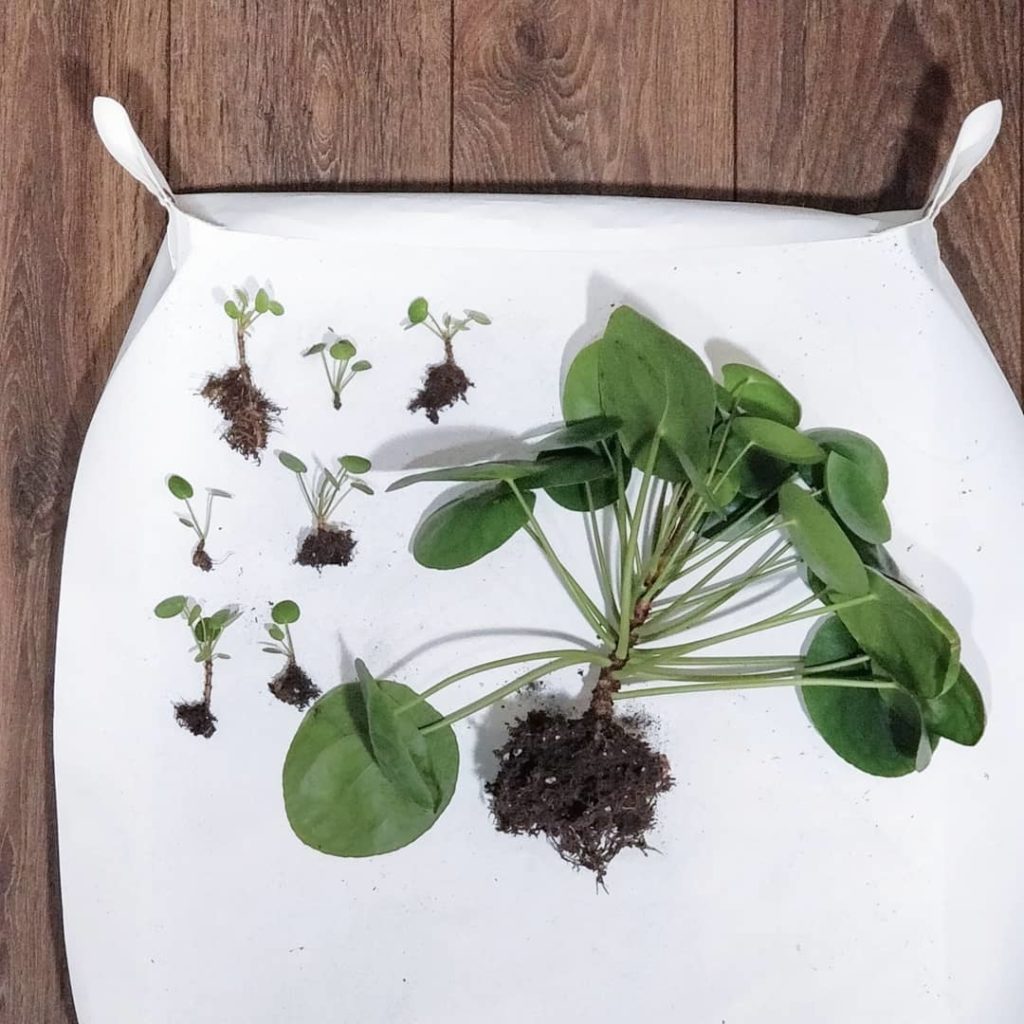 @houseplantjournal: Did some Pilea baby extraction for the plant swap this weekend (details from @ho…