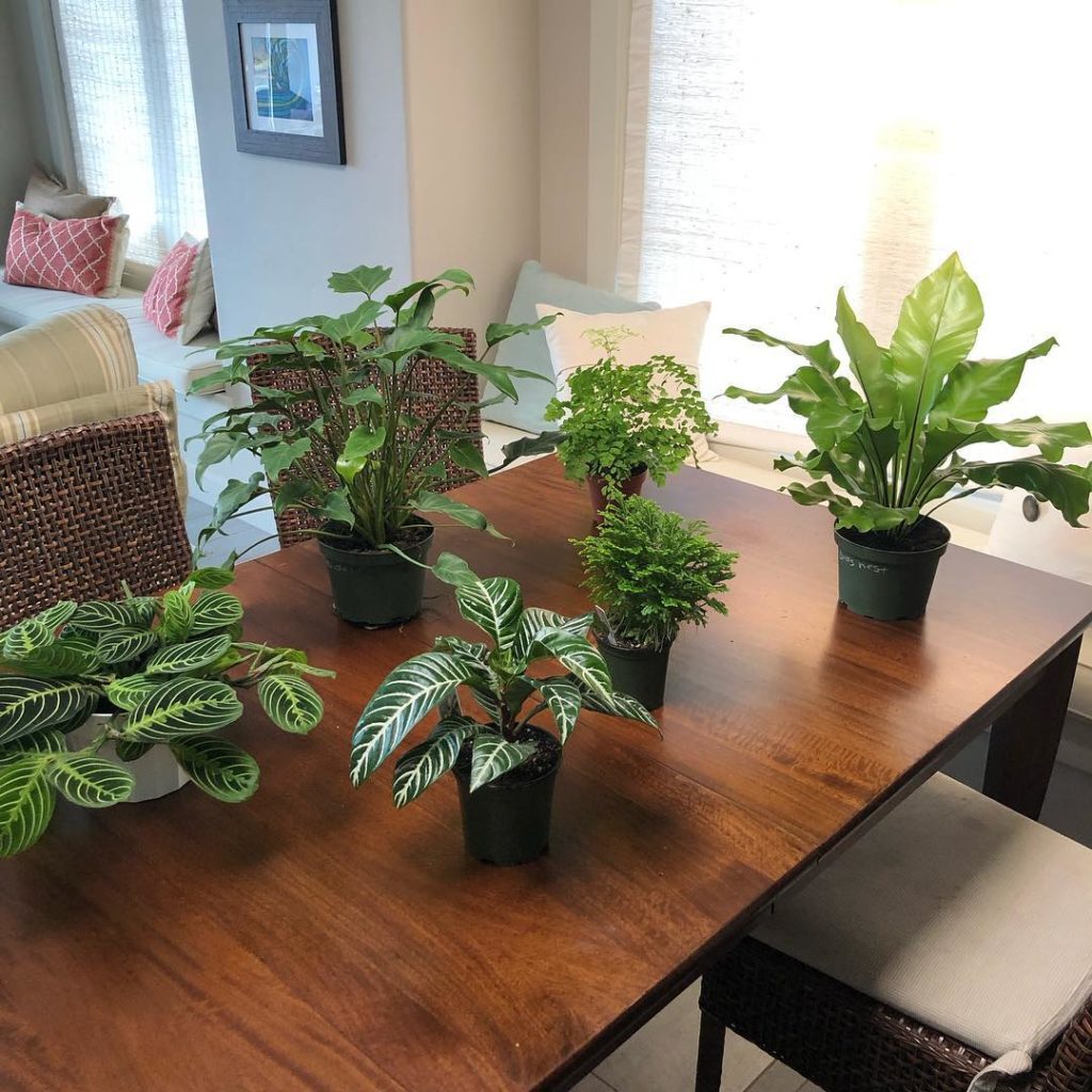@gardendesignmag: Here’s our score of houseplants yesterday from @andersonslacosta nursery. Great …