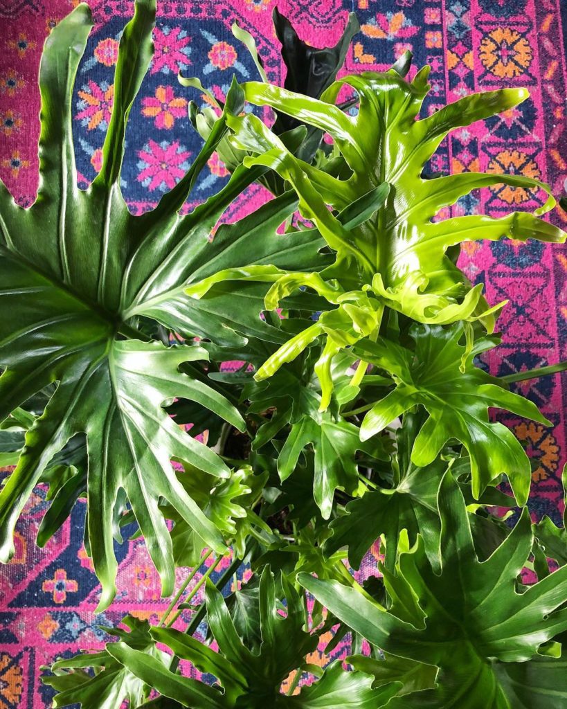 @thehorticult: Greetings fellow philo philes and happy #philodendronfriday! With a 4-foot-wide…