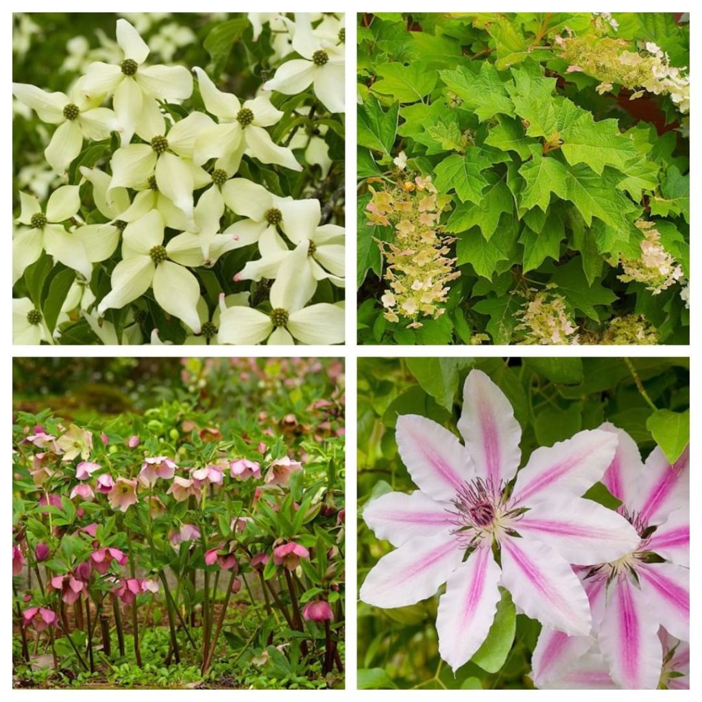 @gardendesignmag: 4 Great Plants for Small Gardens (from top left):
– Cornus kousa (Kousa dogwood)…