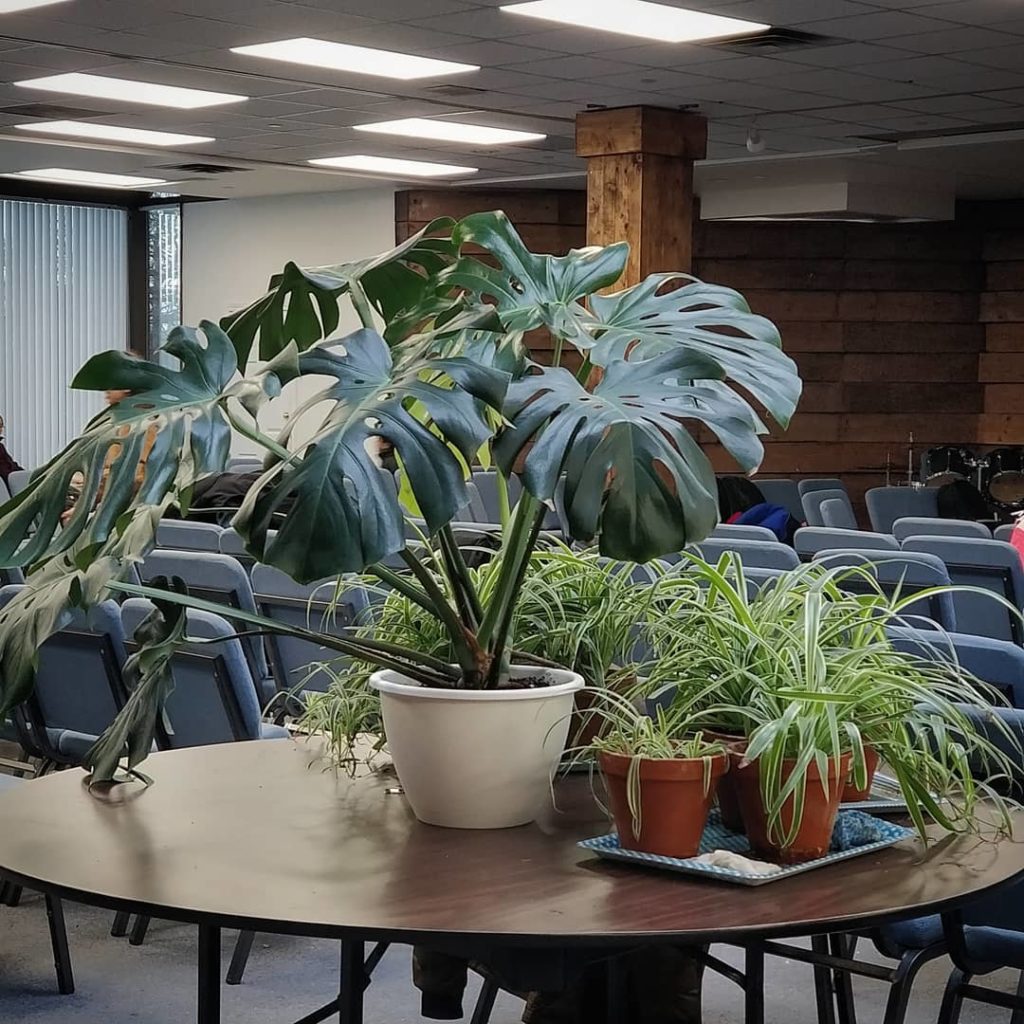 @houseplantjournal: #monsteramonday the first question people ask is “how often do you need to water…