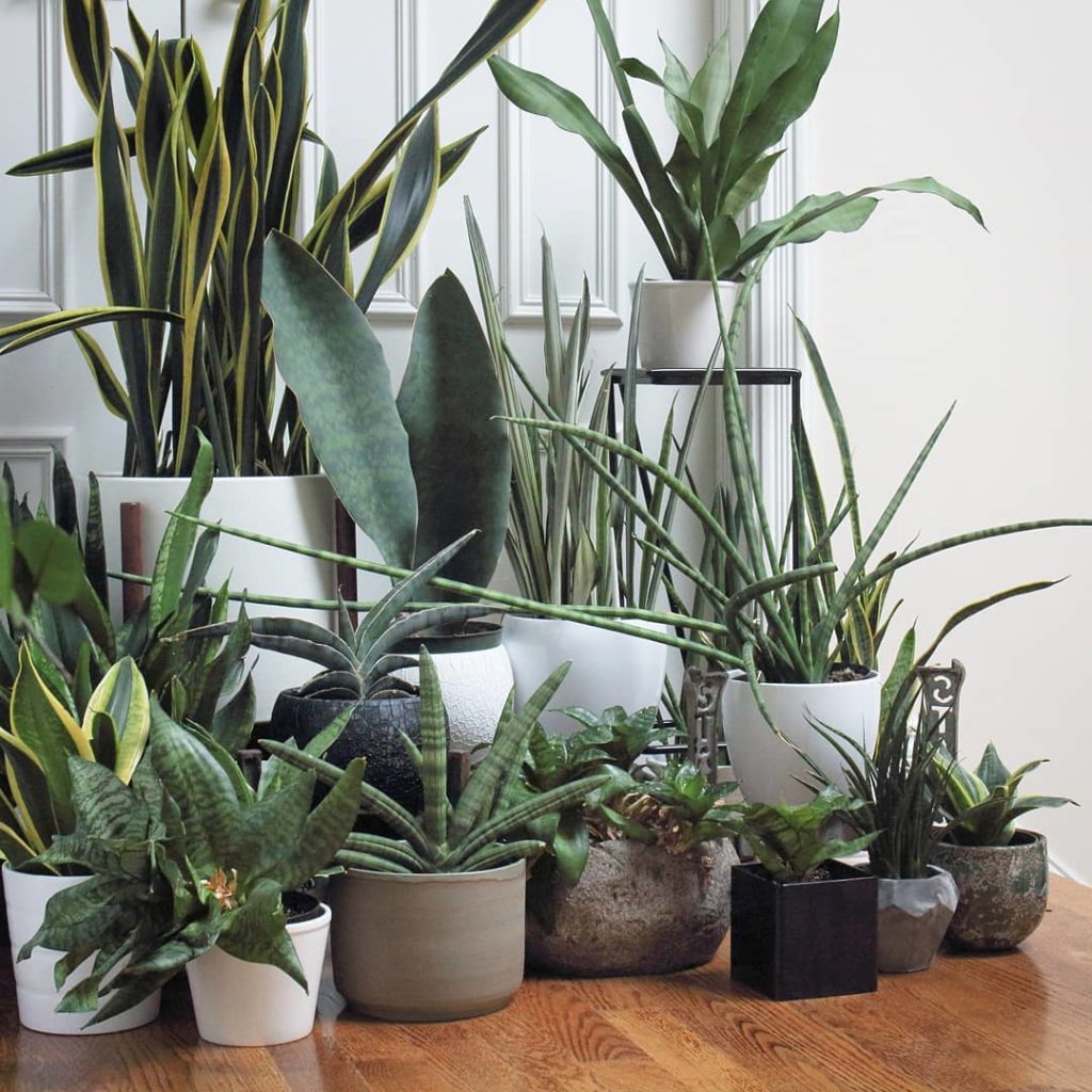 @houseplantjournal: #SansevieriaSunday could potentially have a jungle of just Sansevieria…still c…