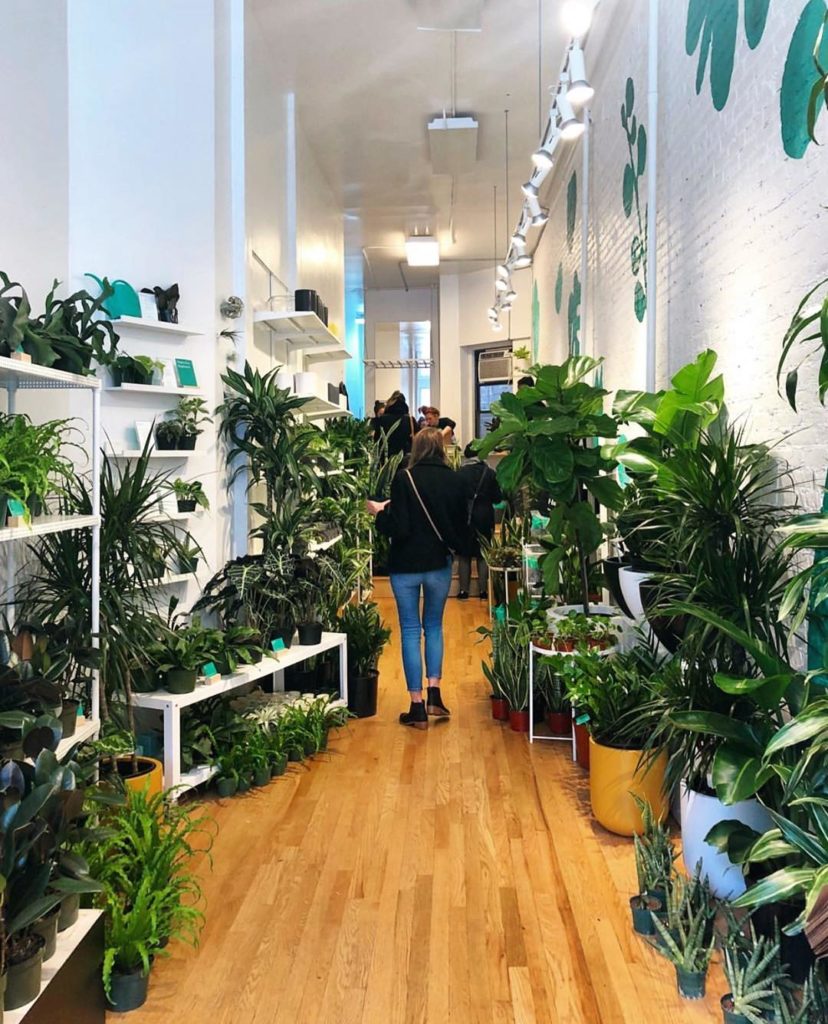 @thesill: If you want to grow your green thumb in 2019, start by coming to our New Year, N…