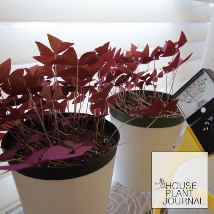 @houseplantjournal: Here’s a slower cut of an oxalis time lapse I did that included a light meter. O…