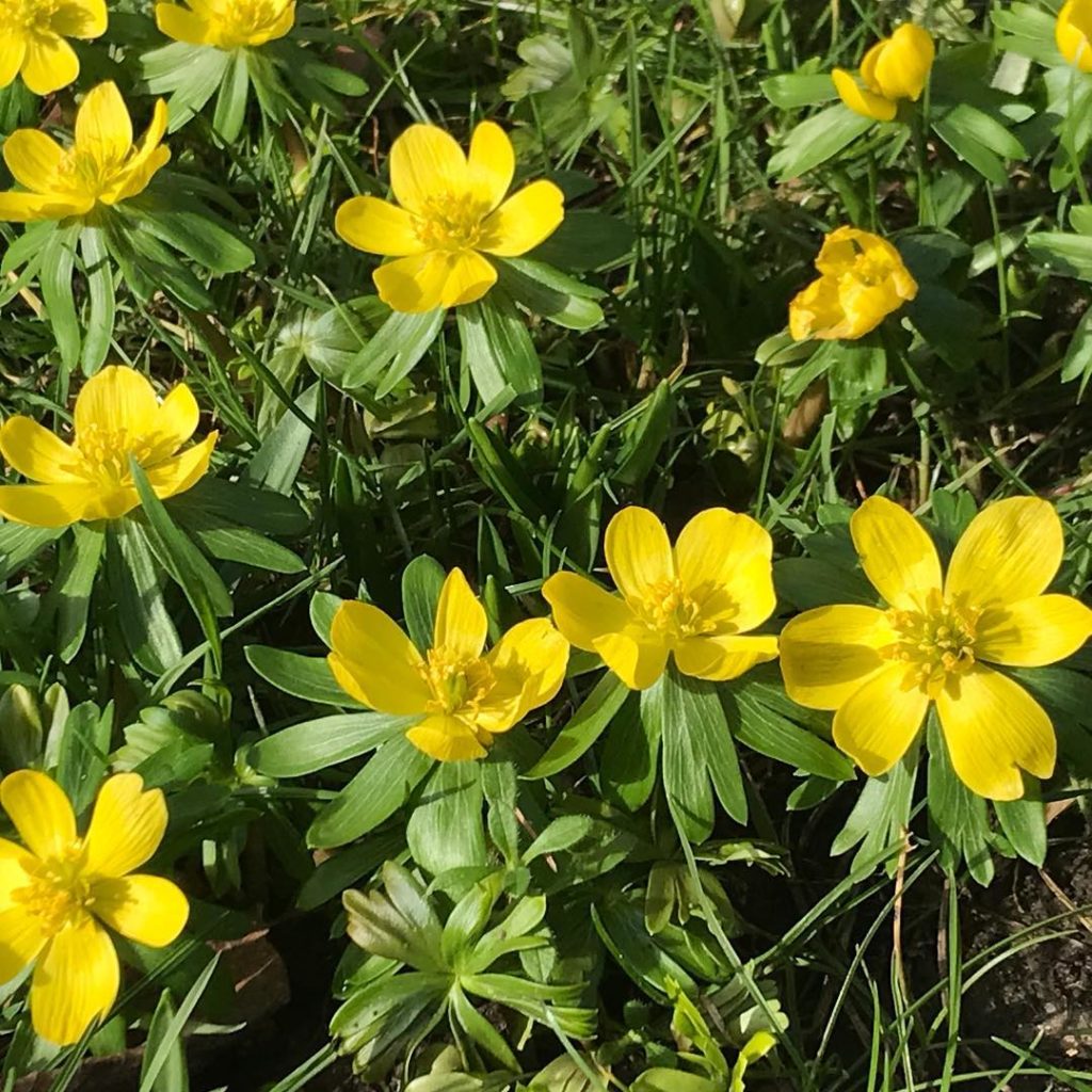 @kategouldgardens: If there was ever a plant that could be described as ‘happy’ this is absolutely …
