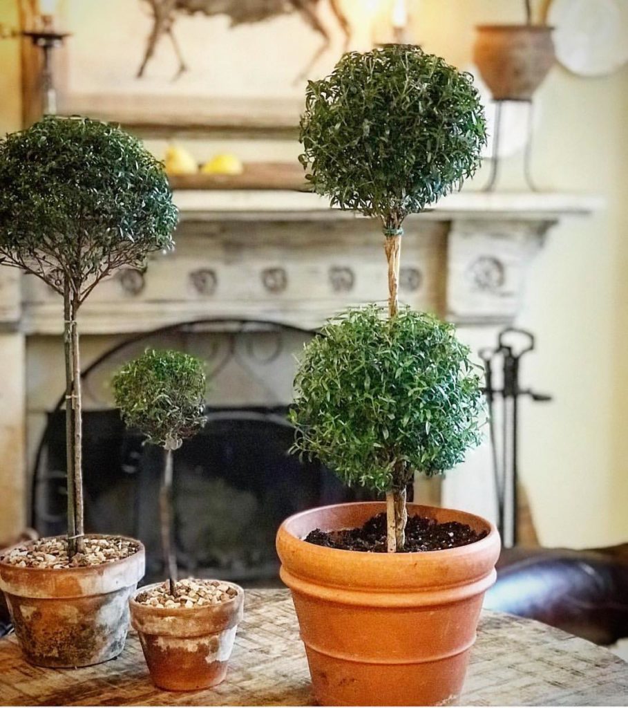 @gardendesignmag: Hello, Topiary! Tag up to 10 friends (in the same comment please) over on @potag…