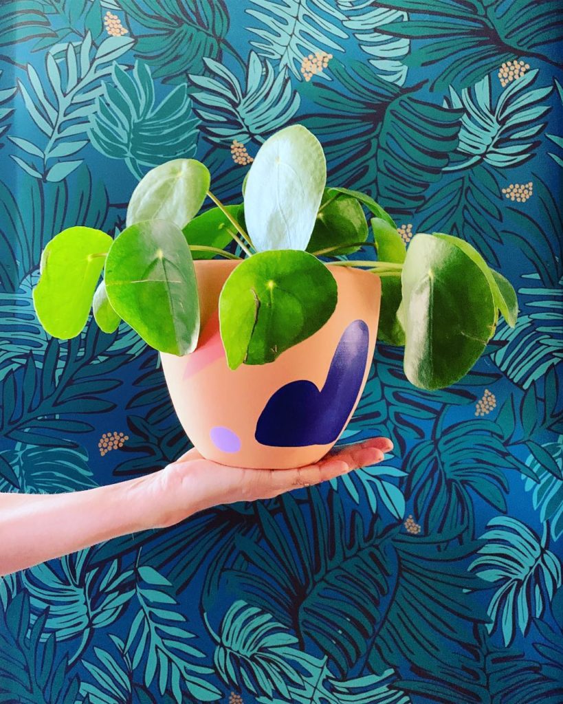 @thejungalow: A painted pot from @kbing and a pilea peperomioides from @foliacollective — two …
