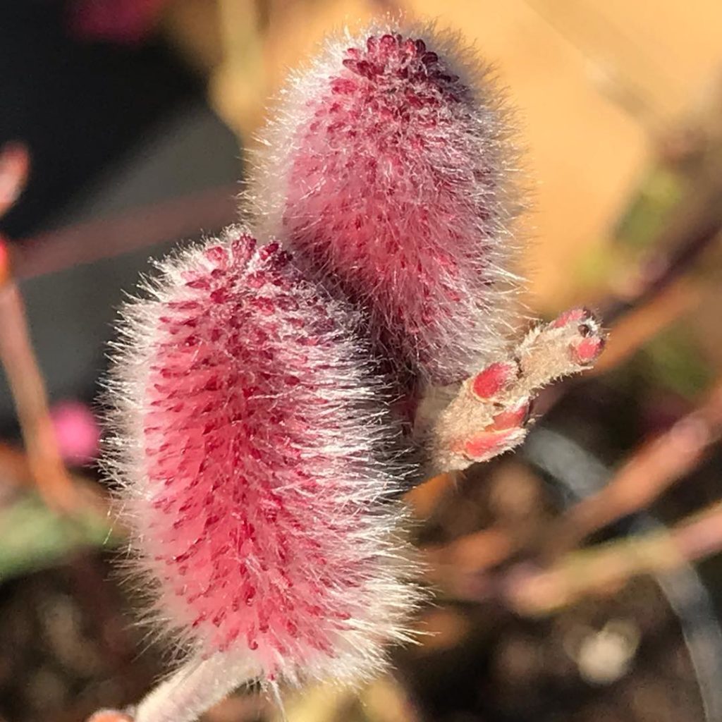 @kategouldgardens: Salix gracilistyla, not exactly one to trip off the tongue with ease! Fluffy pi…