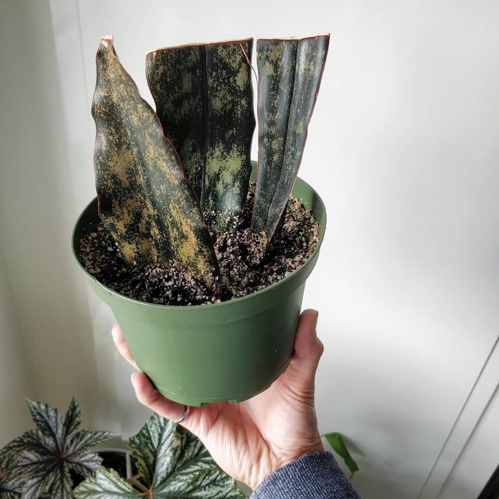 houseplantjournal: Hey Maurice @thestalkroom – just wanted to update you on the cuttings you gave m… Hey Maurice @thestalkroom - just wanted to update you on the cuttings you gave m...