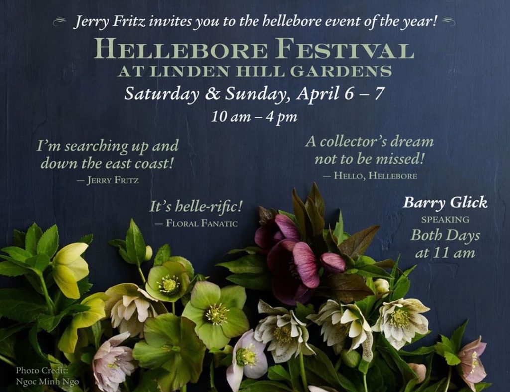 A flower worth celebrating! Hellebores are in bloom at Linden Hill Gardens at @j...