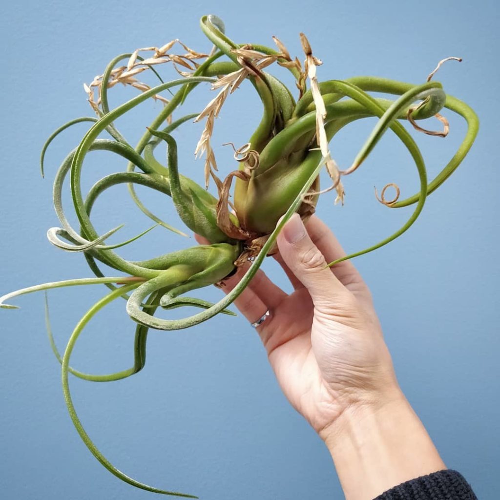 @houseplantjournal: #tillandsiatuesday it’s time for the granddaughter to flower! The mother flowere…