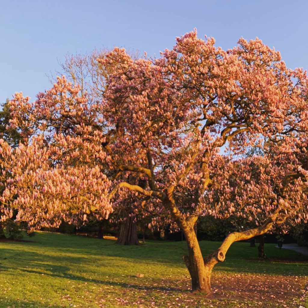 Photographed this amazing magnolia in the evening sun the other day, a few days ...