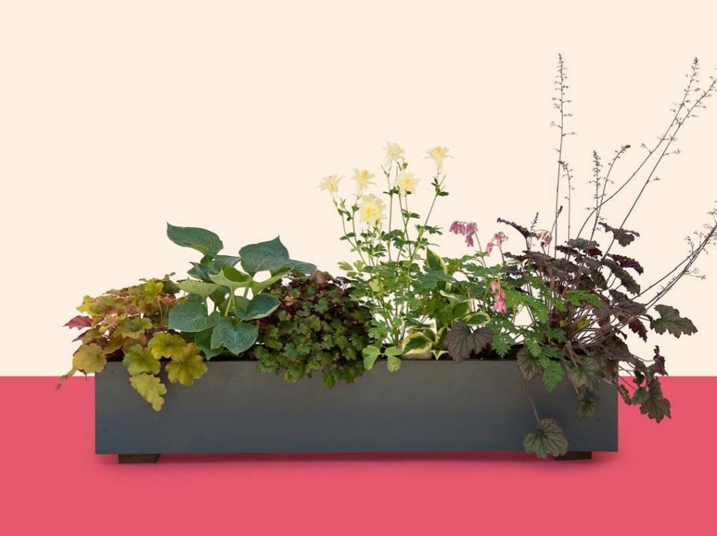 @thehorticult: Recreate a hike through the forest with The Woodland box —featuring bright stor…