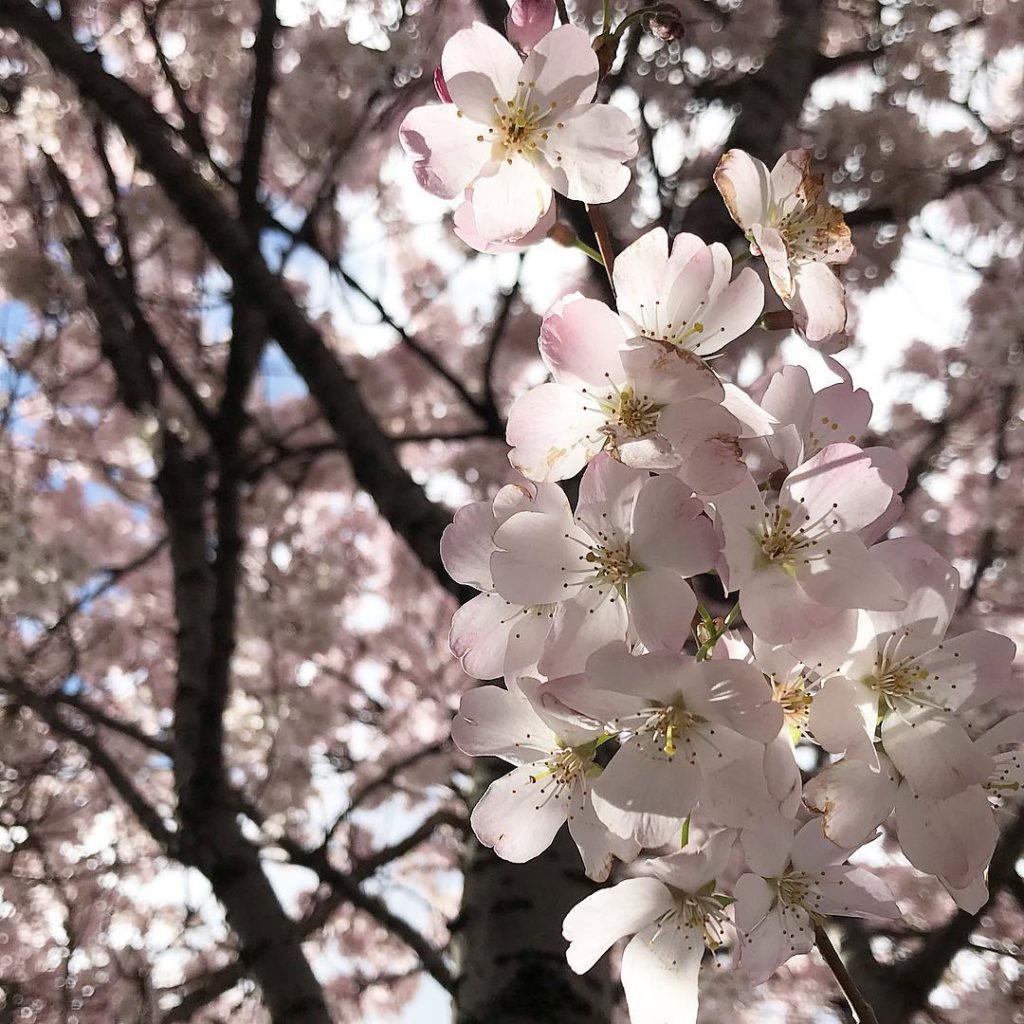 Bloomin’ #brief but #sobeautiful #pink #blossom #streettrees #happyfriday...