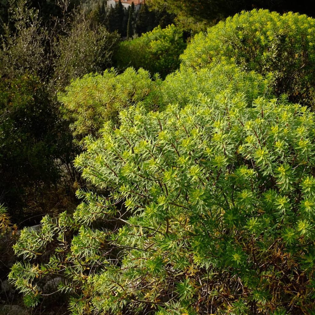 As Polypodium cambricum folds in its fonds for the summer.  Euphoria dendroides ...