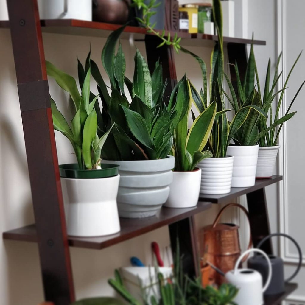 houseplantjournal: Visited my mom yesterday. Glad to see she has her snakes lined up in a row.
~
~
… Visited my mom yesterday. Glad to see she has her snakes lined up in a row.
~
~
...