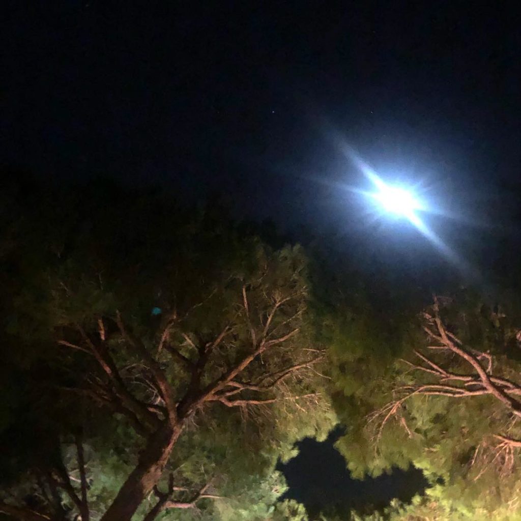 The moon and the pines  #alwayslookup #andalucia #thisweek #uplighting #upliftin...