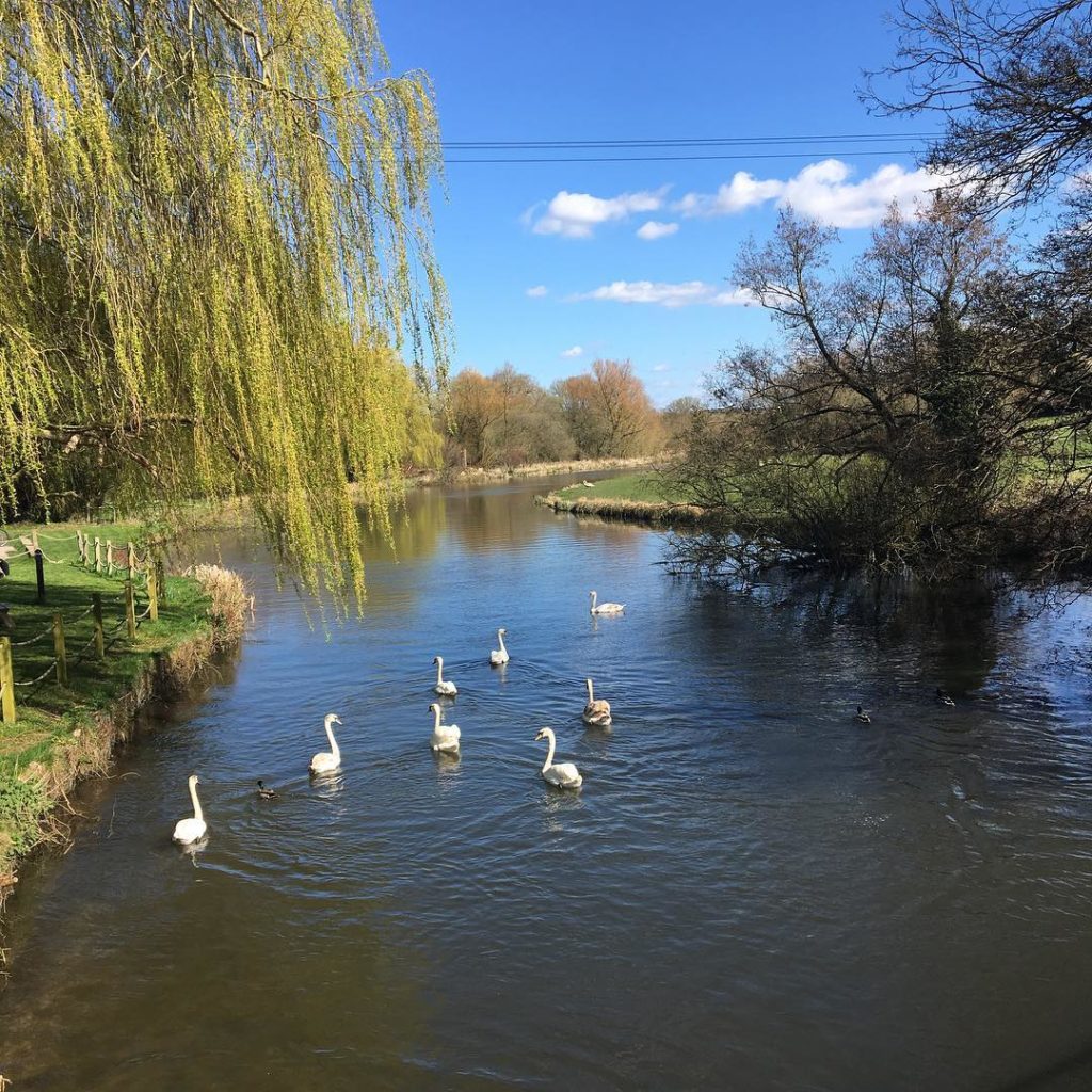 #cygnets on the #riveravon #springishere #wiltshirewalks #woodfordvalley...