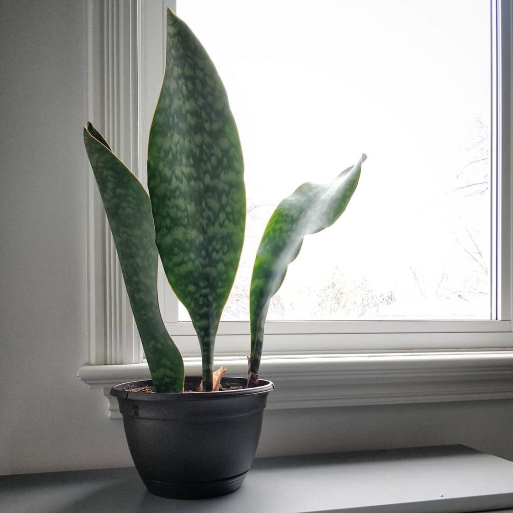 @houseplantjournal: Human: “Snake plants are great because they don’t need much light and you hardly…