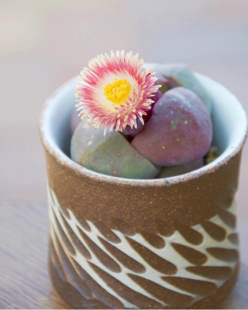 Royal Flush blooms =  PC: @hellohoo_...