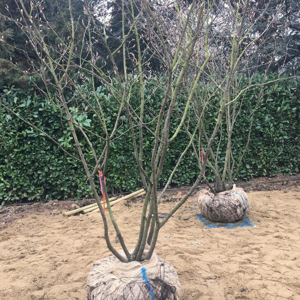 Row of beautiful multistem #amelanchier #trees being positioned in a new #garden...