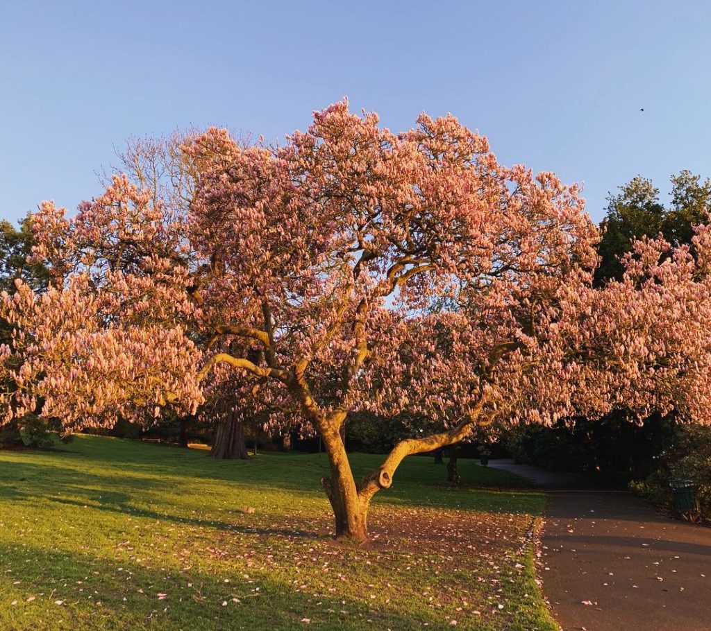 Photographed this amazing magnolia in the evening sun the other day, a few days ...