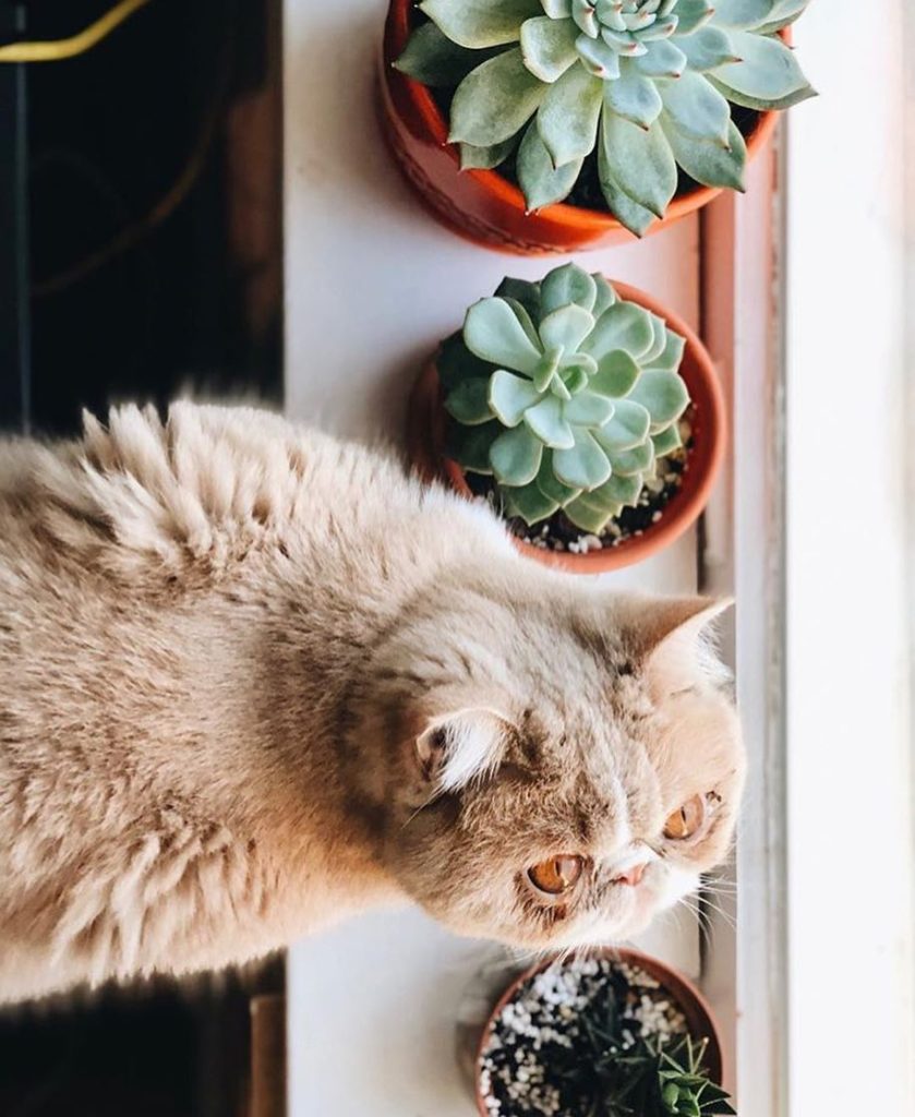 Sunbathing  by @grass.knot #springishere...