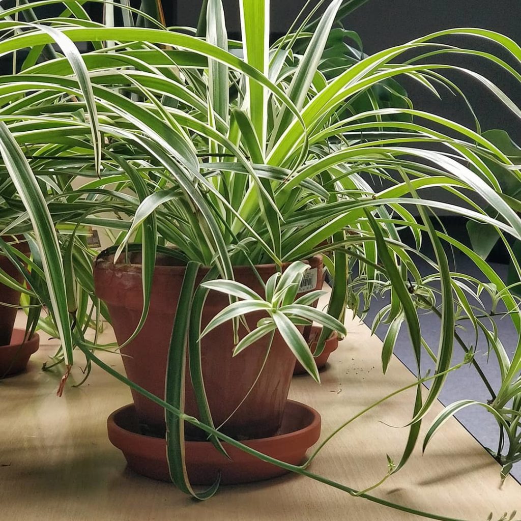 houseplantjournal: Facts about spider plant tips:
2️⃣ Young leaves are fresh and perf… Facts about spider plant tips:
2️⃣ Young leaves are fresh and perf...